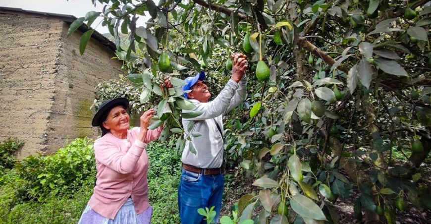 productores de palta Perú