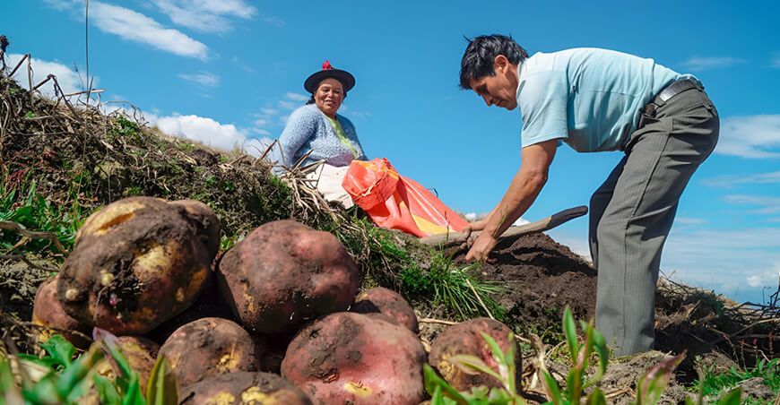 productores cosecha de papa Perú