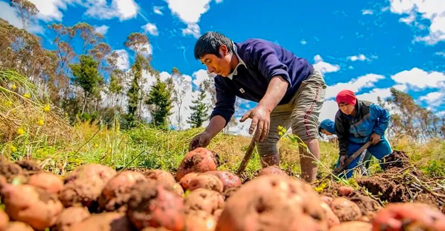 productores papa cosechando Perú