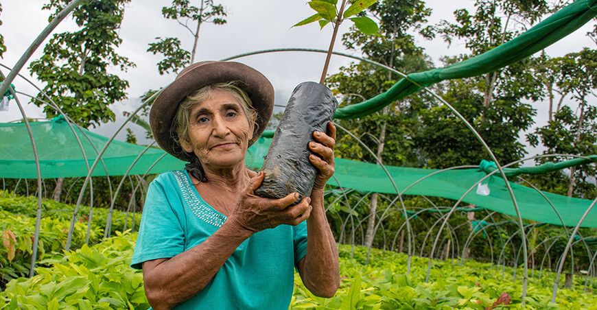 Entregaron 100 000 plantones de cacao de alta calidad a productores de Pichari Cusco Perú