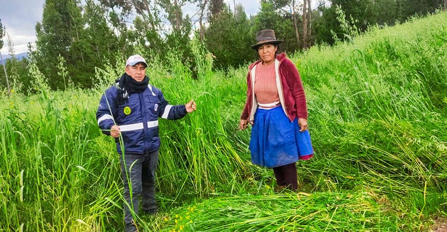 Capacitan a ganaderos de Vinchos en manejo y conservación de pastos y forrajes para garantizar alimento ganado vacuno Ayacucho Perú