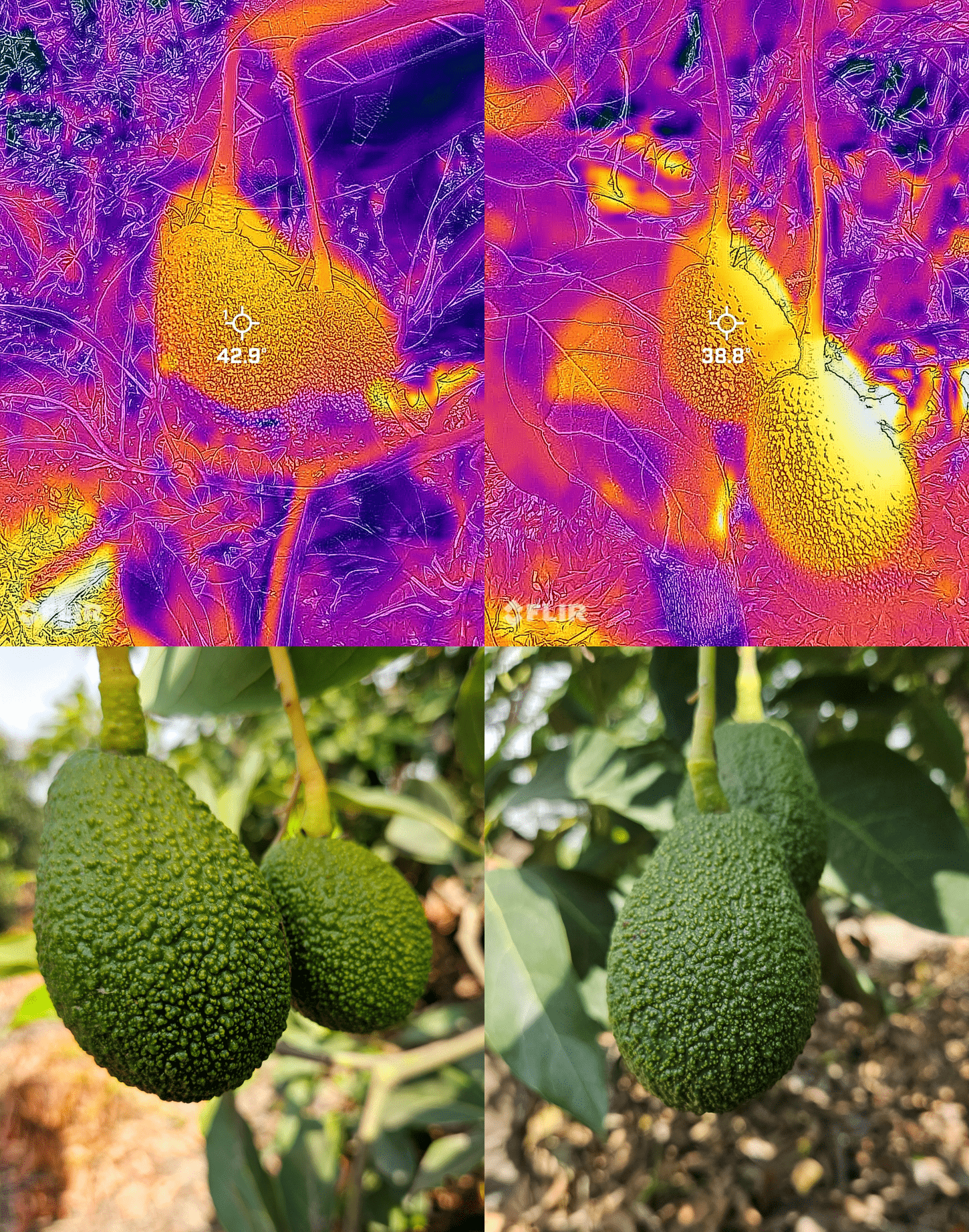 Frutos de palto Hass con quemaduras leves (izquierda), ubicados en plantas bajo déficit hídrico, y sin daño visible (derecha), ubicados en plantas con riego adecuado.