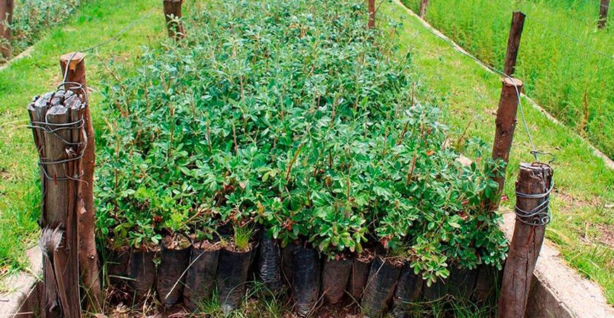 reforestación plantones quinual Perú