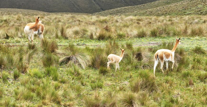 Nacen más de 40 crías de vicuñas en zonas de repoblamiento de Cajamarca