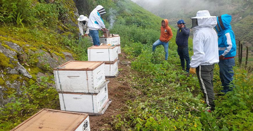 Promueven la trashumancia apícola para mejorar la producción de miel en Áncash Sedir Perú