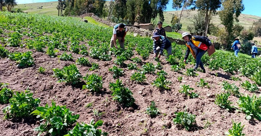 Seguro Agrícola Catastrófico indemnizará a 2292 productores de Huancavelica