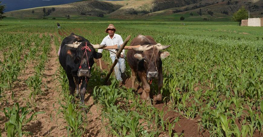cosecha abonamiento cultivo maíz productor Perú