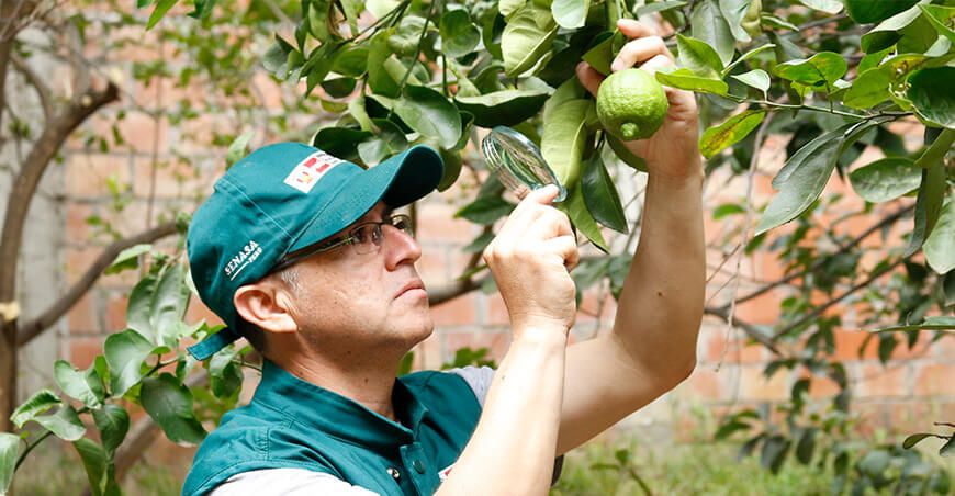 medidas fitosanitarias destinadas a prevenir y controlar el riesgo de dispersión de la plaga Guignardia citricarpa Senasa Perú