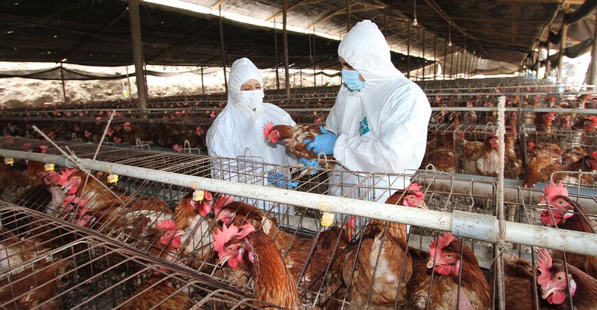 Perú se declara país libre de Influenza Aviar ante la OMSA