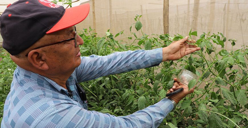 Perú combate plagas con uso de controladores biológicos en más de 209 000 hectáreas de cultivos Senasa Perú