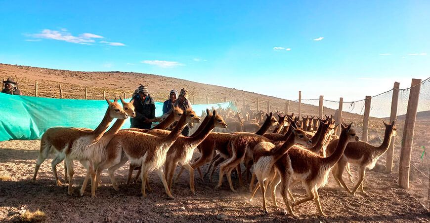 Serfor coordina acciones para el V Censo Nacional de Vicuñas Perú