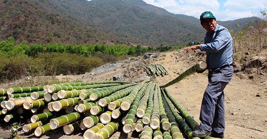 Serfor promueve el registro de plantaciones de bambú en Piura