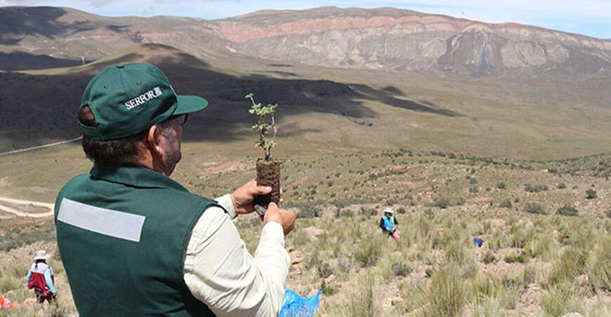 Plantaron 5000 árboles de queñua en comunidad campesina de Huambo Serfor Arequipa Perú