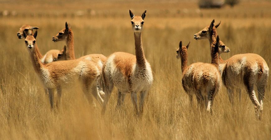 Serfor refuerza el control para prevenir la caza furtiva de vicuñas en Ayacucho