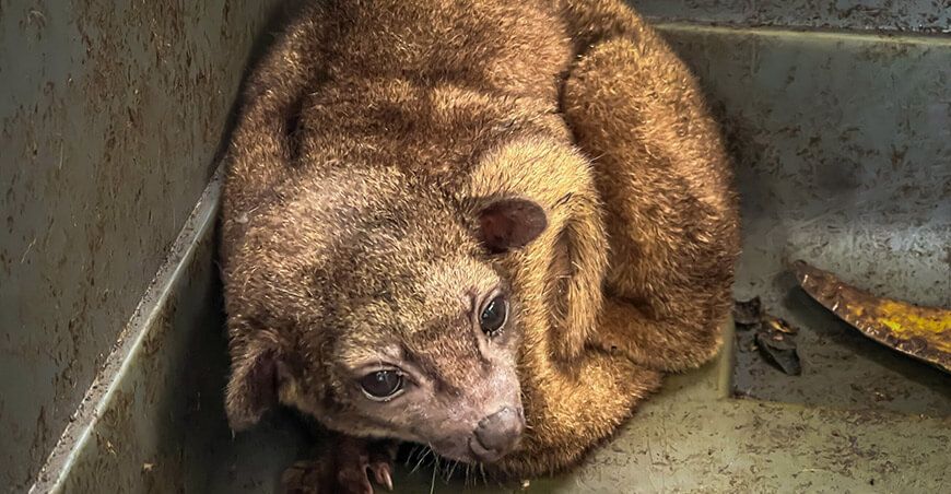 Serfor rehabilita ejemplar de chozna rescatado en Chimbote Ancash Perú