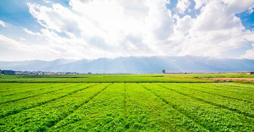 SNI advierte sobre graves riesgos por proliferación de plaguicidas ilegales para el sector agrícola