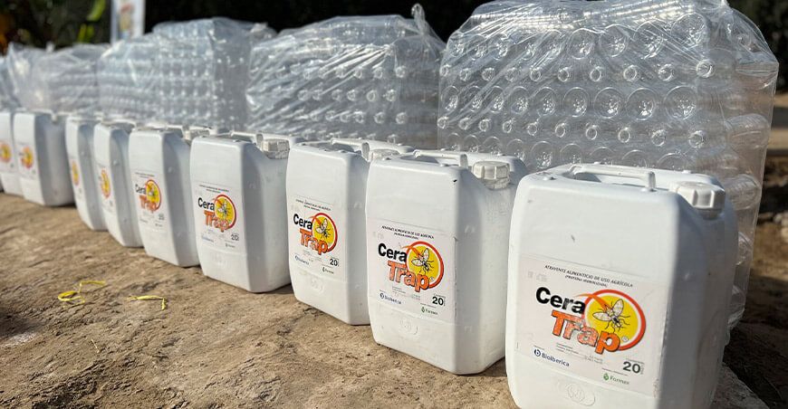 Colocarán 1200 trampas para erradicar la mosca de la fruta en campos de cultivo de olivo Tacna Perú 