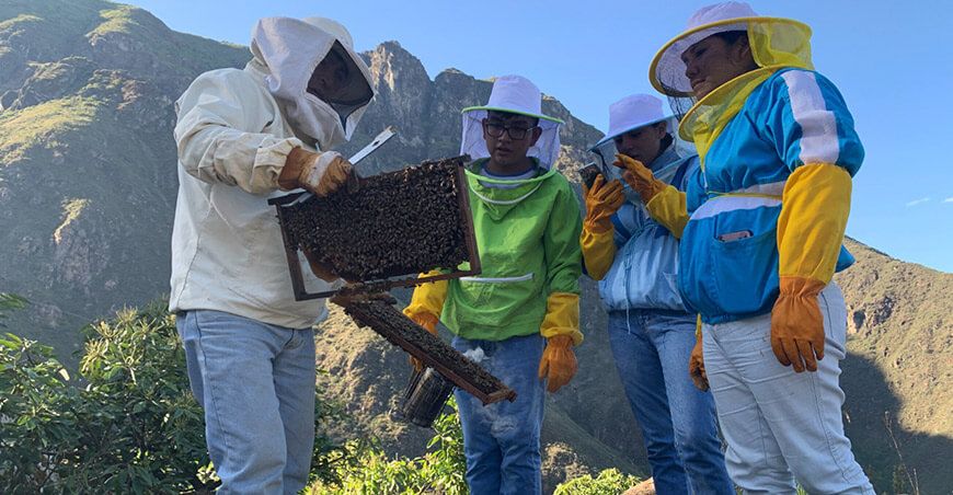 Promueven la trashumancia apícola para mejorar la producción de miel en Áncash Sedir Perú