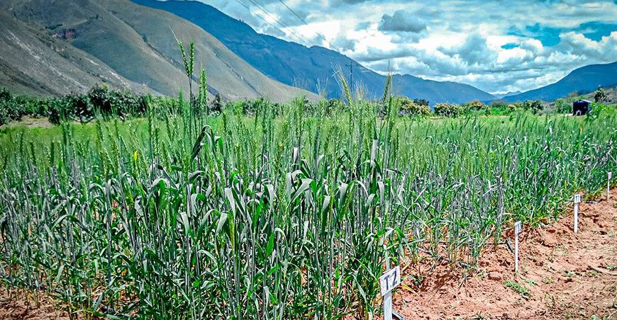 investigadores de la UNTR analizan la adaptabilidad de 13 variedades de trigo en Amazonas