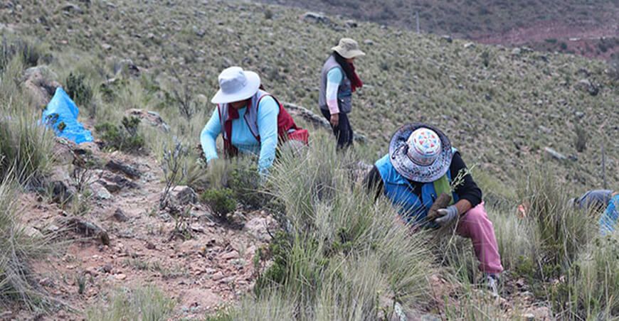 Plantaron 5000 árboles de queñua en comunidad campesina de Huambo Serfor Arequipa Perú