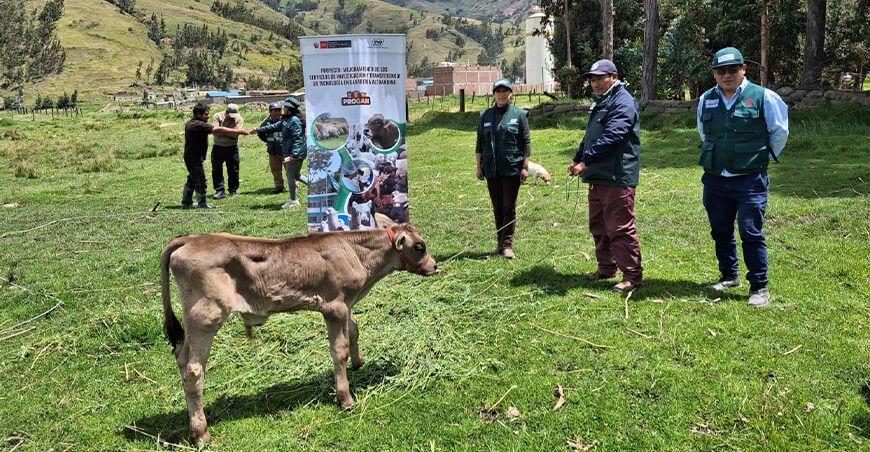 Pajillas transferidas por el INIA mejoran la calidad del ganado vacuno altoandino en Huancavelica