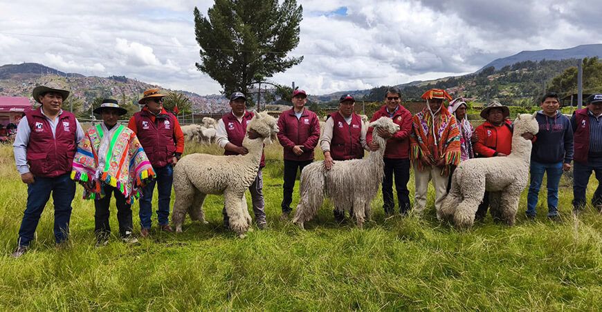 Entregaron reproductores de alpaca para impulsar el mejoramiento genético familias alpaqueras Cusco