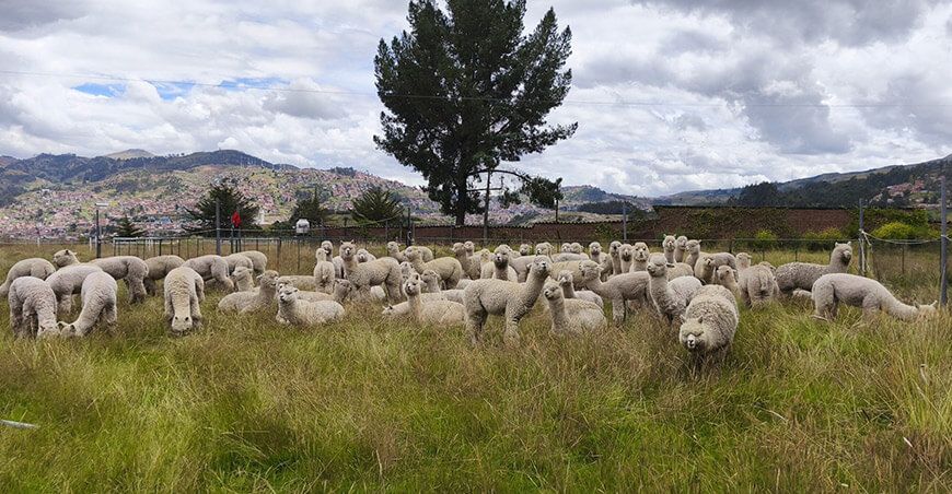 Entregaron reproductores de alpaca para impulsar el mejoramiento genético familias alpaqueras Cusco