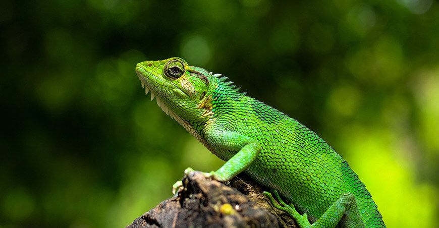 Establecen nueva Área de Conservación Regional Bosques Secos Interandinos de Cutervo Cajamarca Perú 
