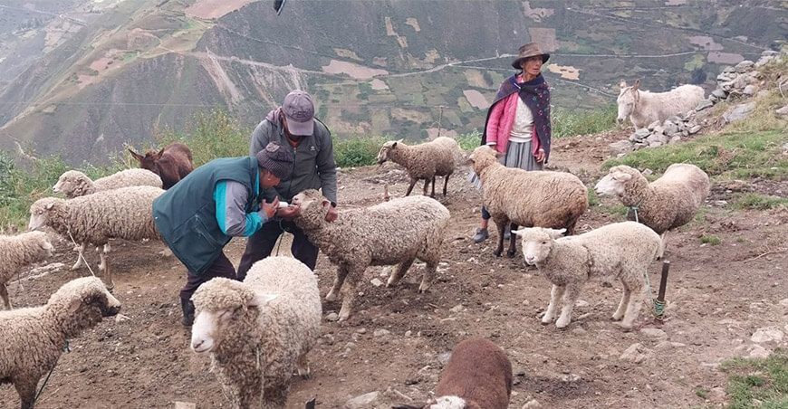 Brindan asistencia técnica en sanidad animal para proteger capital pecuario en Huancavelica