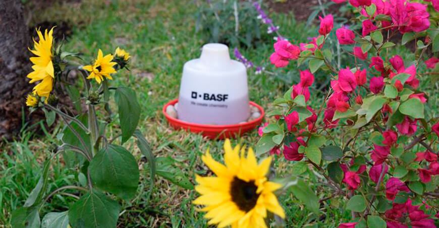 BASF Peruana Programa de conservación impulsa buenas prácticas agrícolas para proteger a los polinizadores Día Mundial de las Abejas