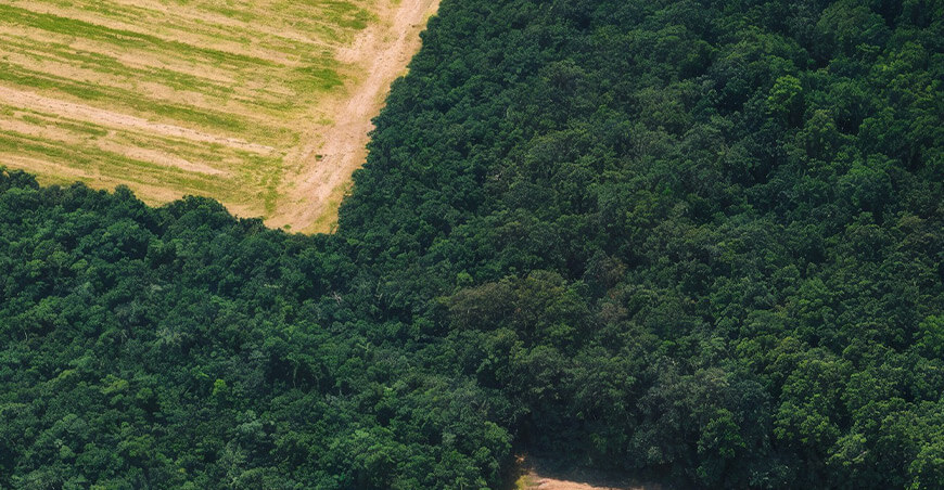 Bosques deforestación pérdida de biodiversidad Perú