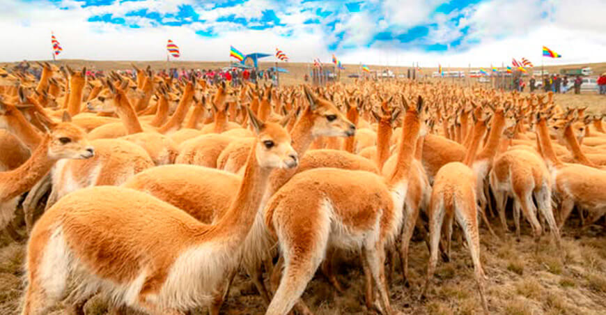 Autorizan aproximadamente 140 chaccus de vicuña en Ayacucho