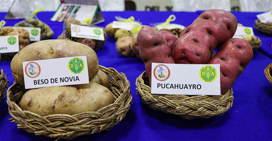 Ayacucho será sede del I Congreso Internacional y III Festival de Papas Nativas y Productos Derivados