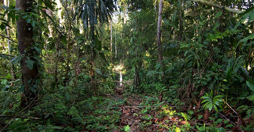 Conservación de bosques y ecosistemas Perú