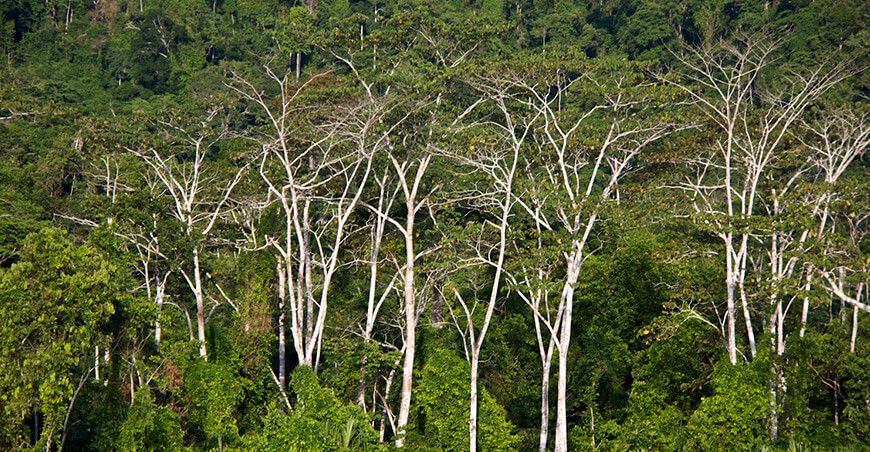 Inician afiliación de comunidades para acceder a incentivos por conservación de bosques Perú