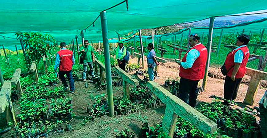Alertan que 40 000 plantaciones del Proyecto Té Verde están en riesgo de perderse Huánuco Perú