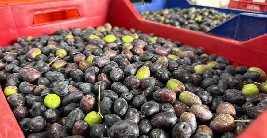 Inician cosecha de 130 000 kilos de aceituna para producir aceite de oliva extra virgen en Tacna Perú