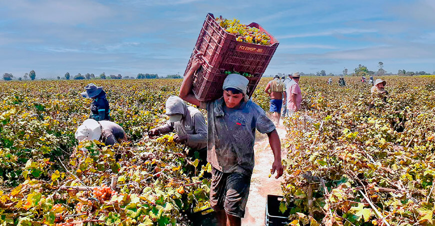 productores cosecha uva Italia Cañete Perú
