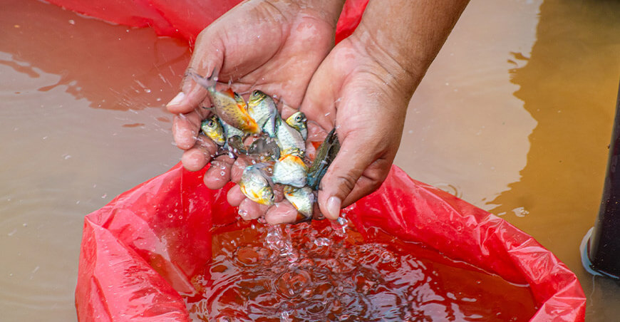 Impulsan crianza de peces paco en Pichari Cusco Perú