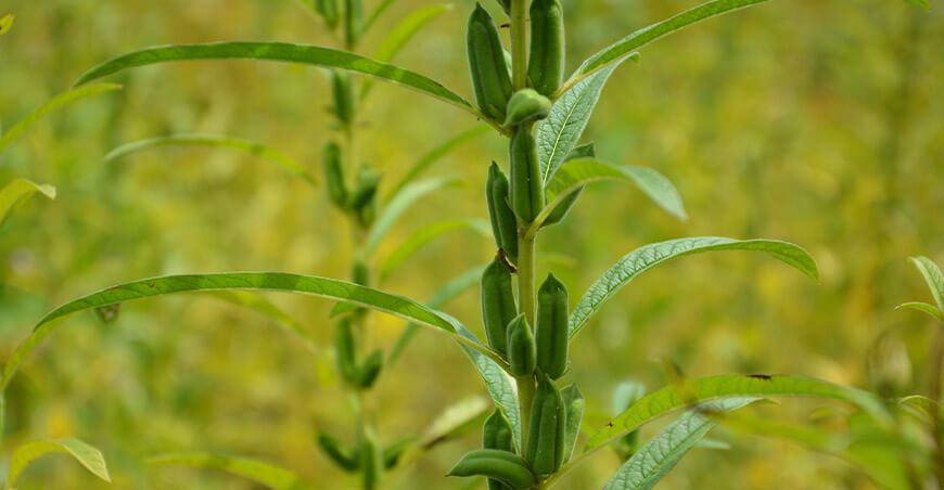 Instalarán parcela demostrativa de ajonjolí como alternativa al cultivo de banano en Piura Perú