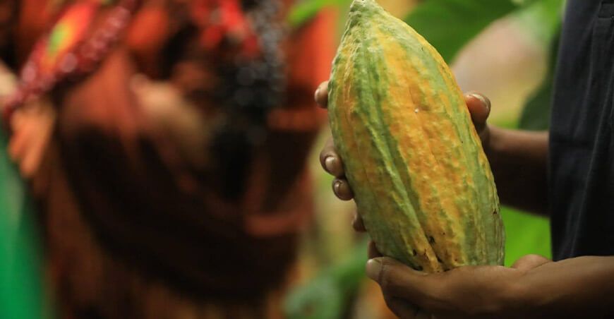 cultivo de cacao Perú