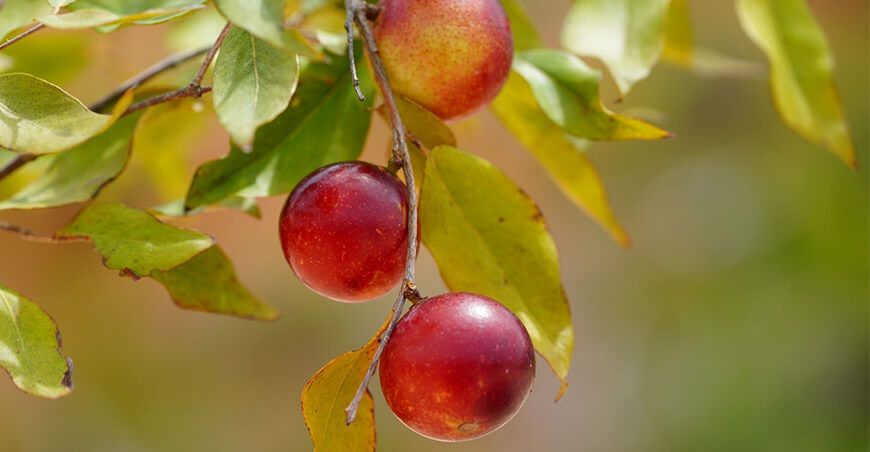 cultivo de camu camu Perú