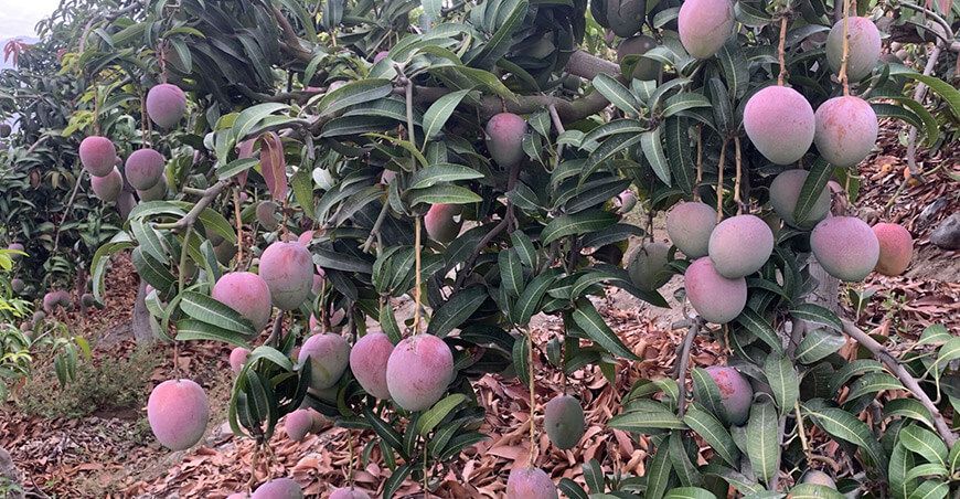 Perú exportación de mango peruano