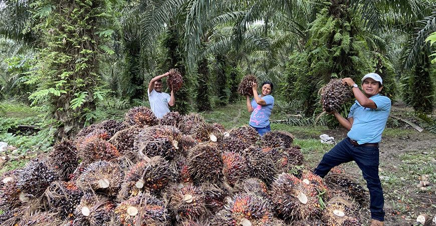 productores de cultivo de palma aceitera Perú