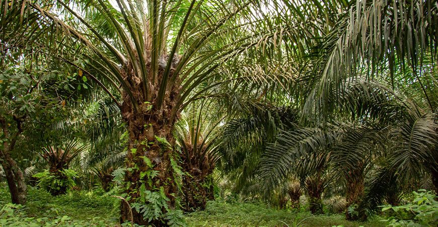 cultivo de palma aceitera Ucayali Perú