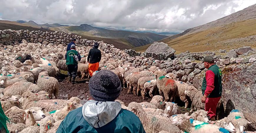 Desparasitan más de 1000 ovinos para mejorar calidad de carne en Antacancha Junín Perú
