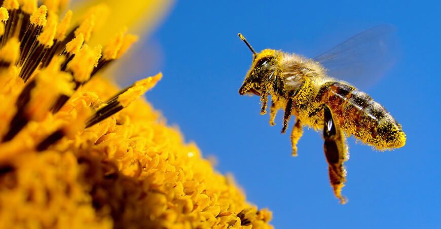 Abejas apicultura agricultura sostenible