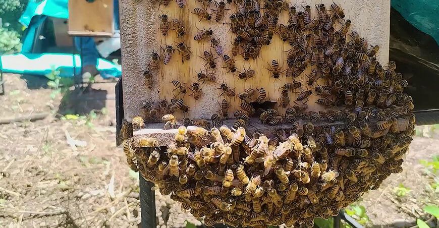 Día Mundial de las Abejas
