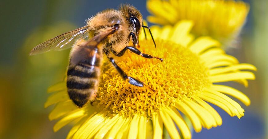 Día Mundial de las Abejas