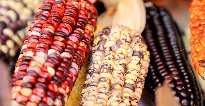 Día Nacional del Maíz Morado, Maíz Choclo y Maíces para Cancha